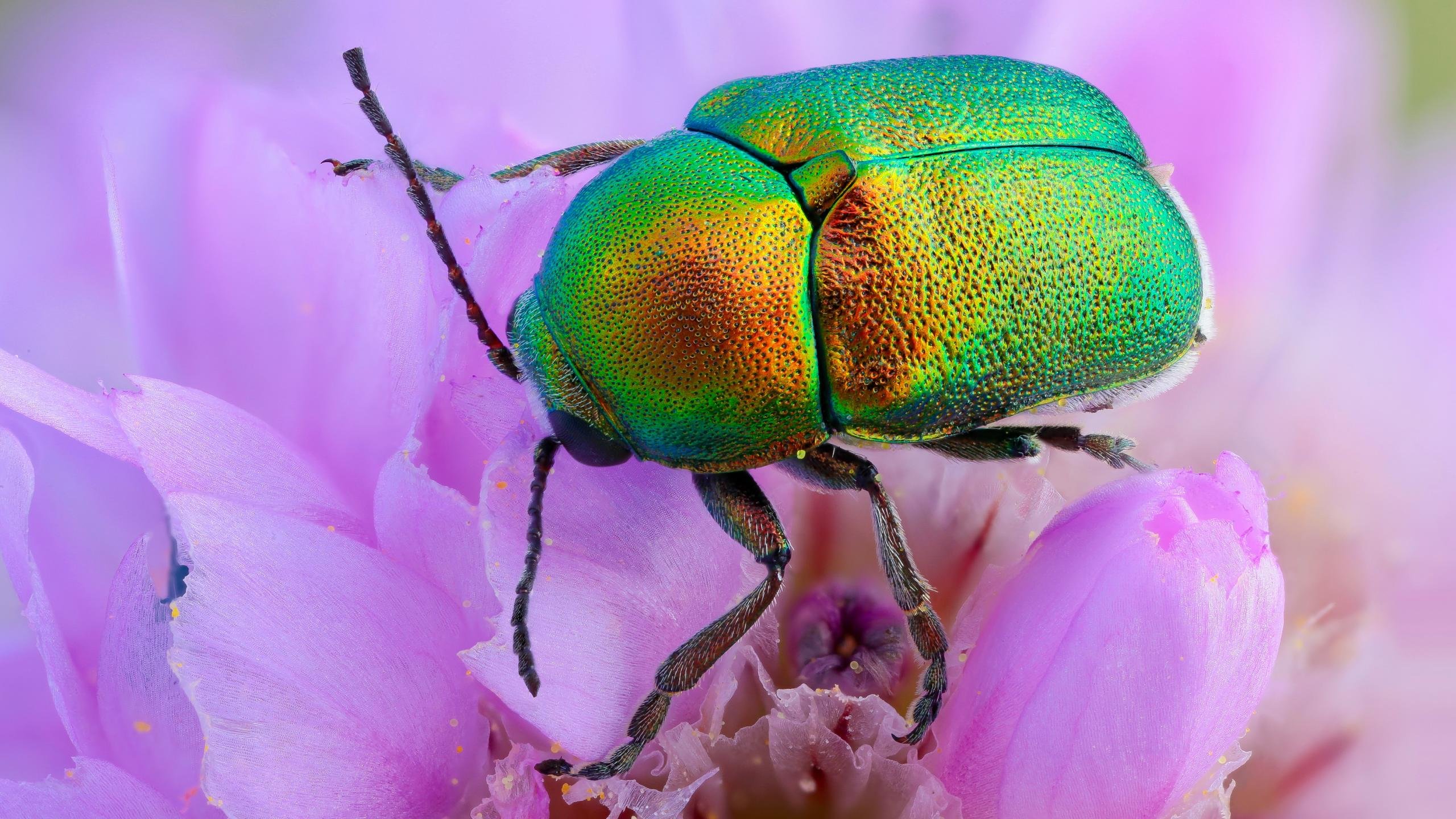 Awesome Beetle free wallpaper ID:421519 for hd 2560x1440 PC
