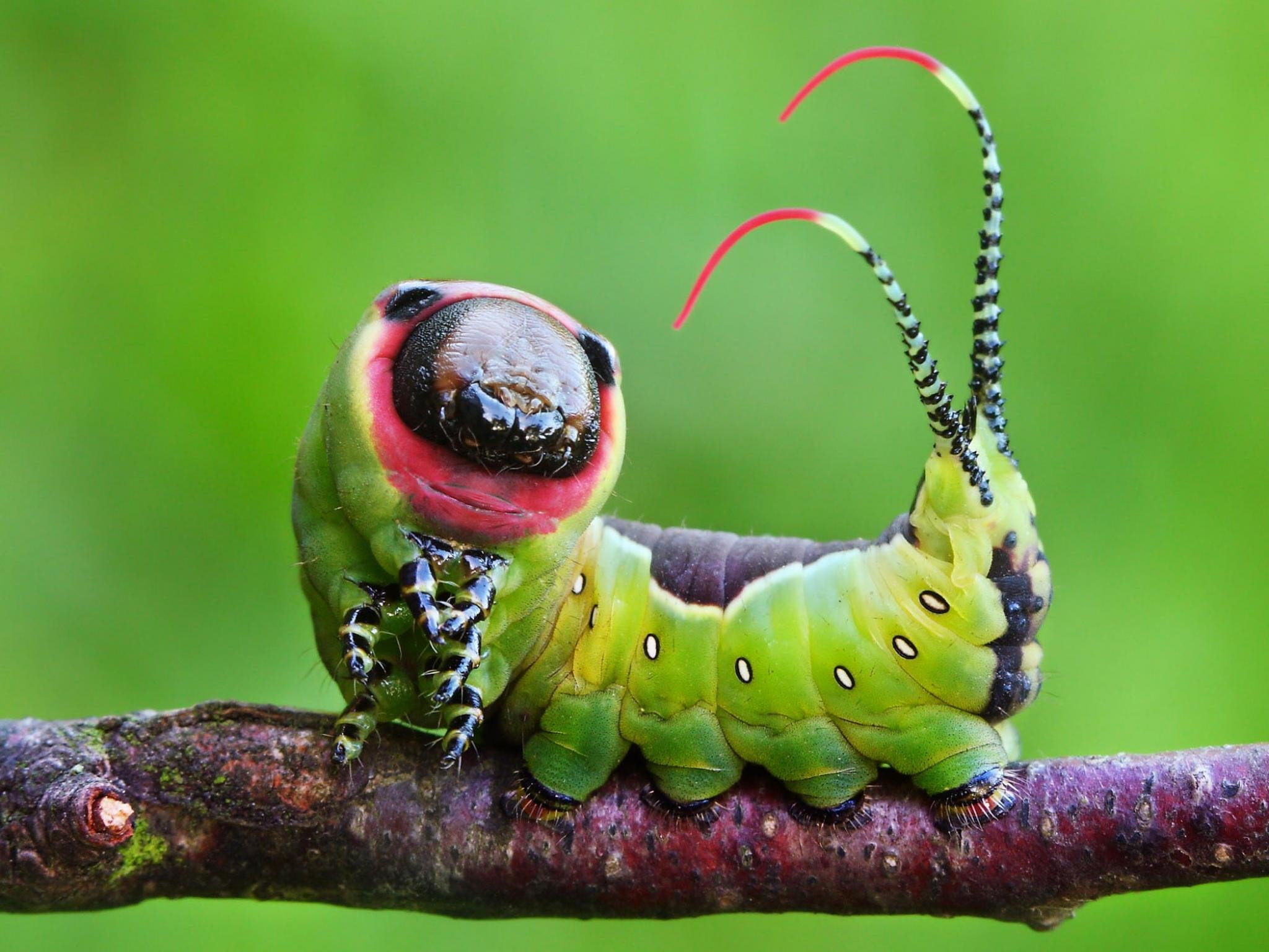 Awesome Caterpillar free wallpaper ID:383700 for hd 2048x1536 computer