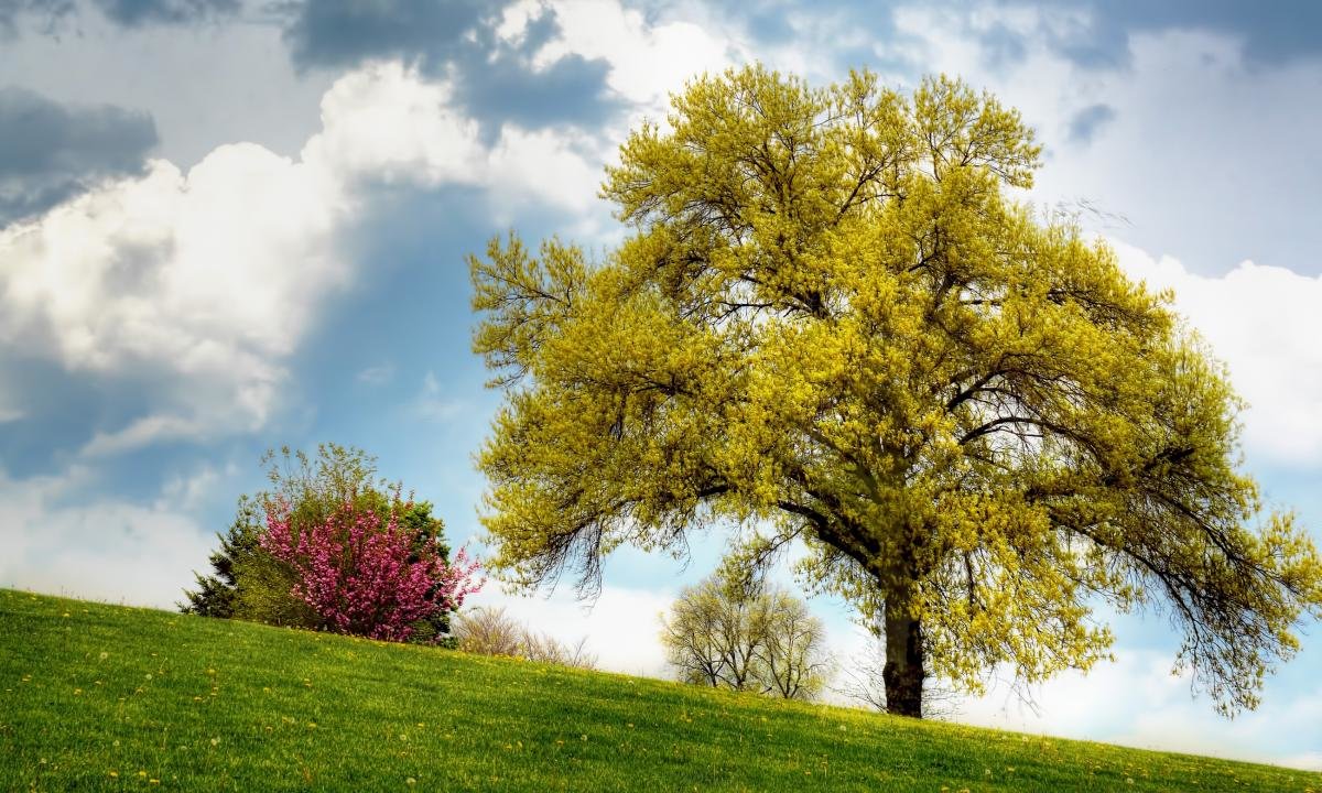 Free download Lonely Tree background ID:77167 hd 1200x720 for PC