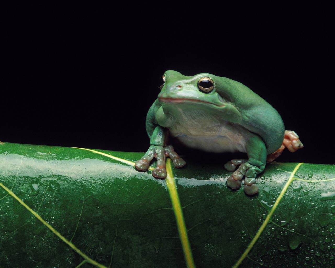 High resolution Tree Frog hd 1280x1024 wallpaper ID:385838 for PC
