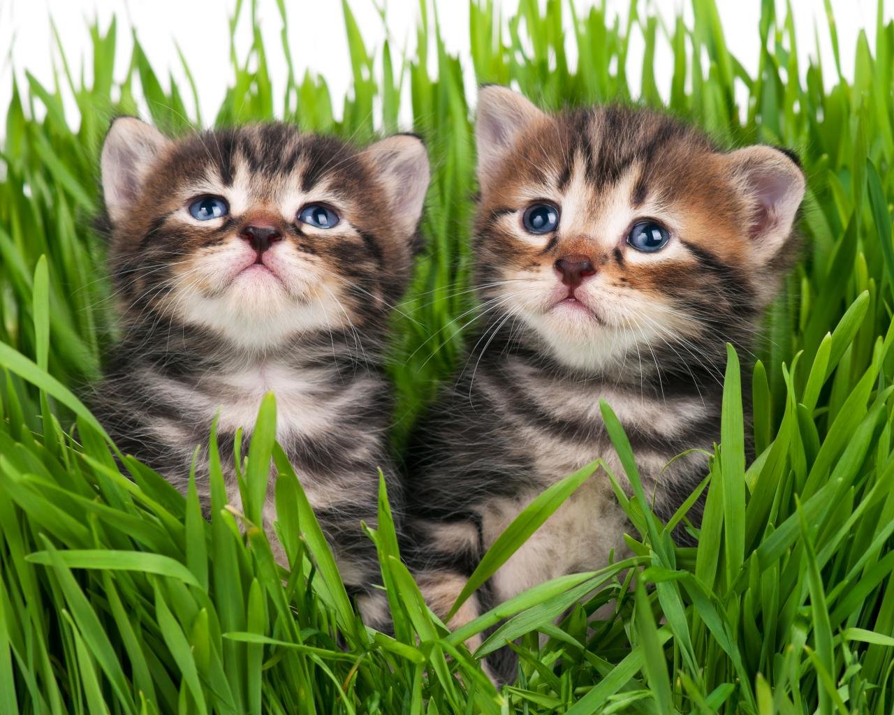 Free Kitten high quality background ID:425231 for hd 1280x1024 desktop