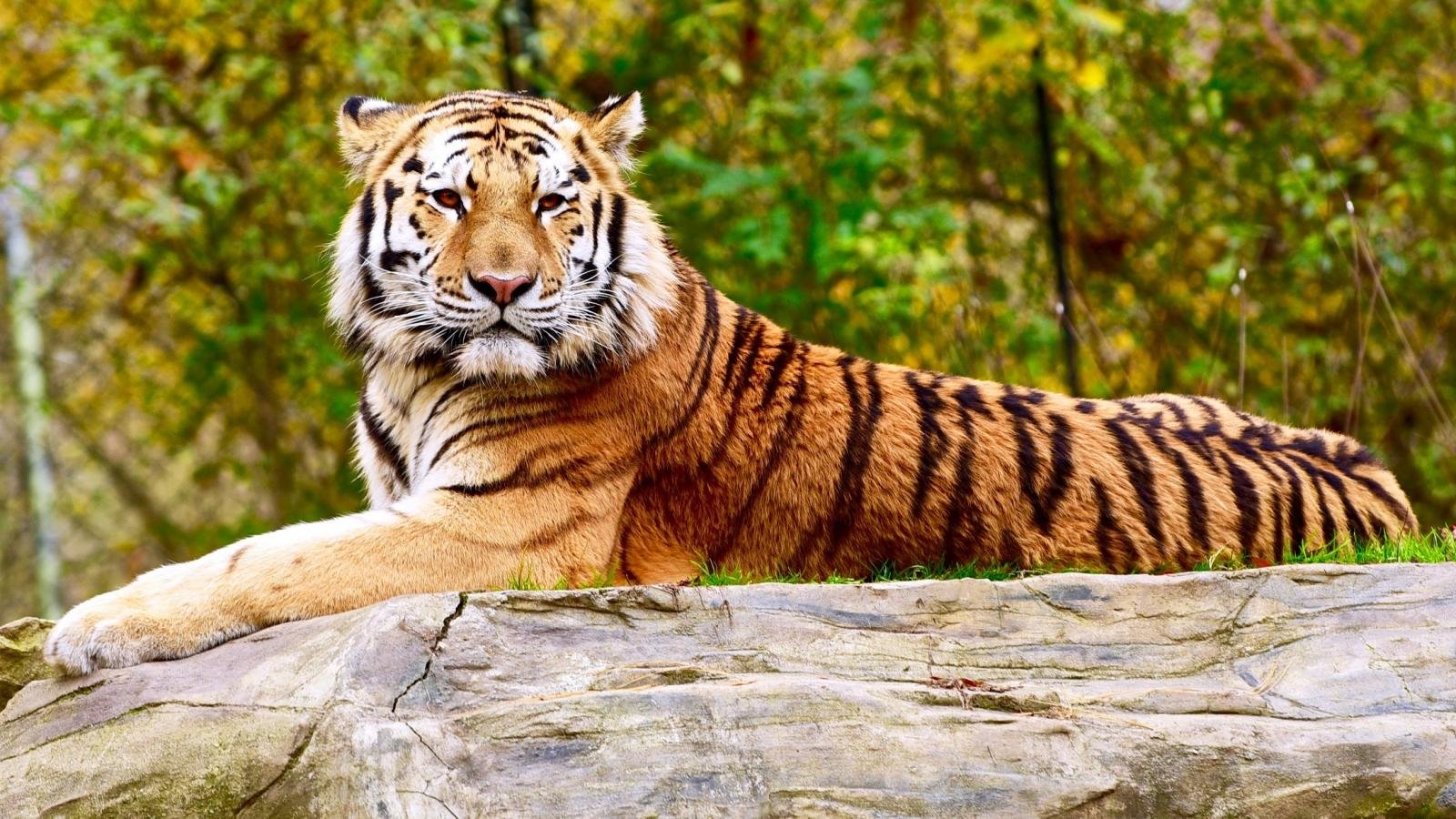 Free Tiger high quality wallpaper ID:116201 for hd 1600x900 computer
