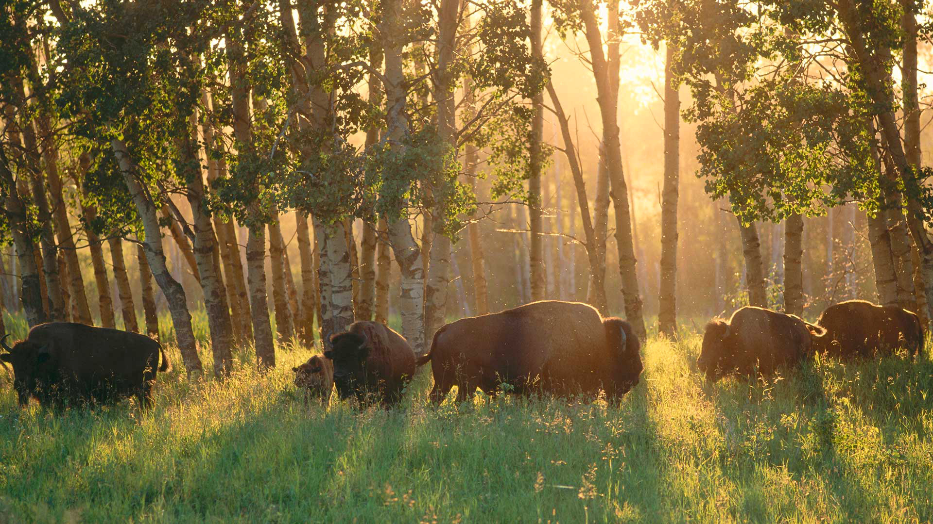Awesome Buffalo free background ID:378998 for hd 1920x1080 PC