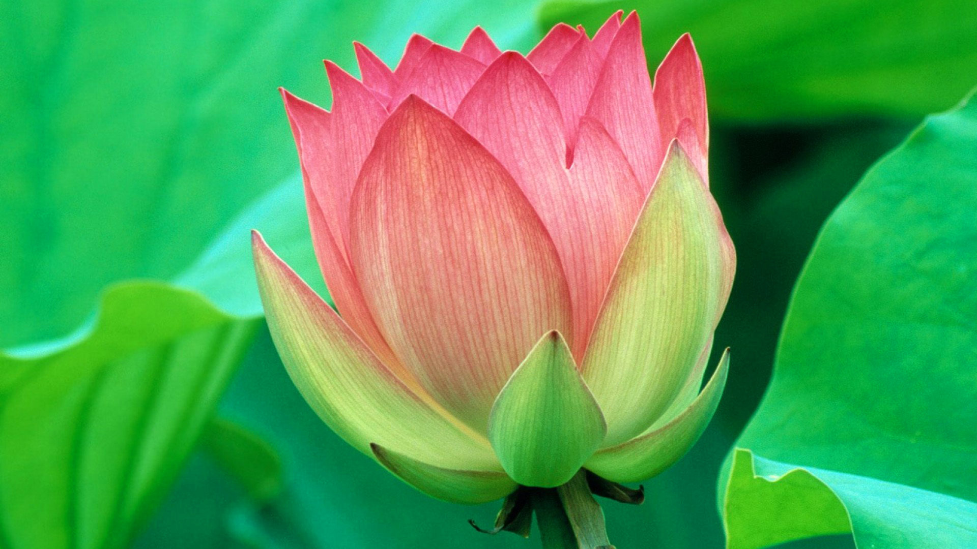 Free download Lotus flower background ID:48433 hd 1920x1080 for computer