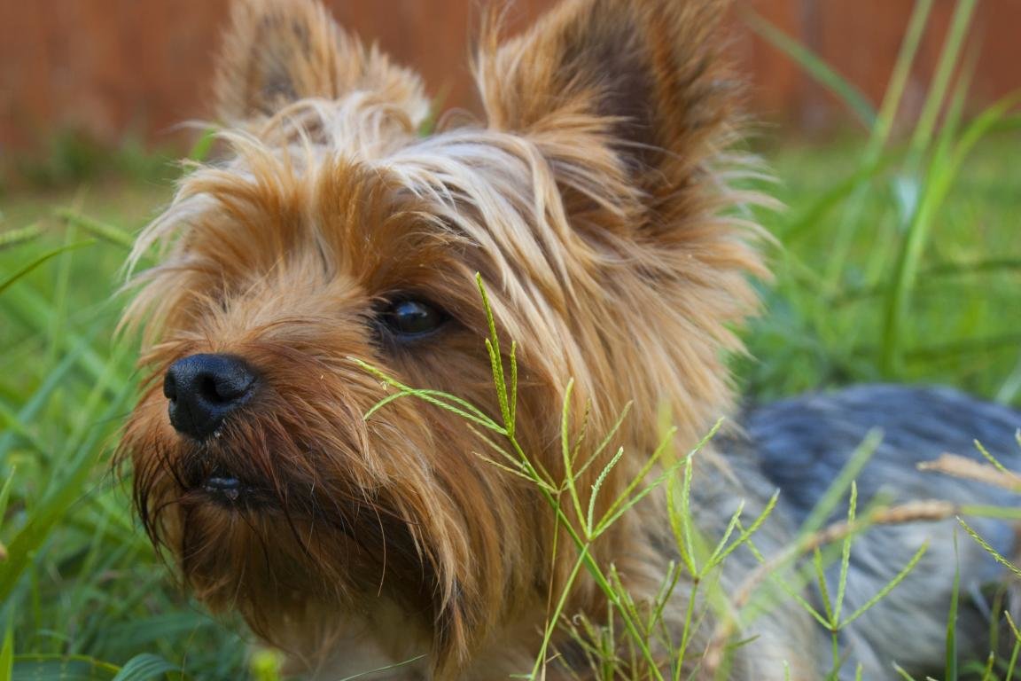 Download hd 1152x768 Yorkshire Terrier desktop background ID:110967 for free