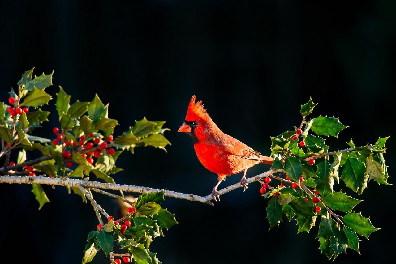 Best Cardinal background ID:24698 for High Resolution hd 1280x854 computer