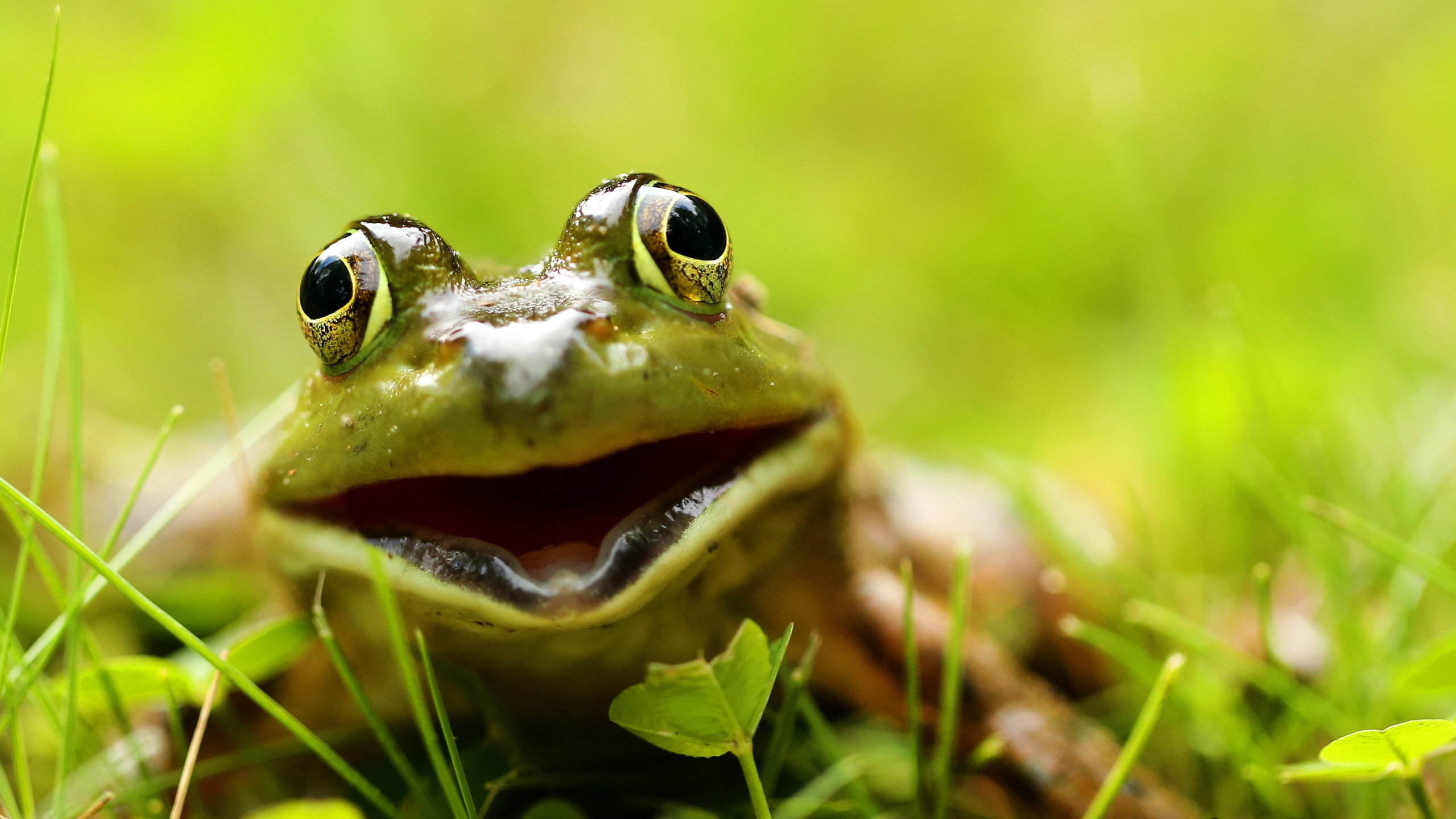 Free Frog high quality wallpaper ID:328842 for hd 2560x1440 computer