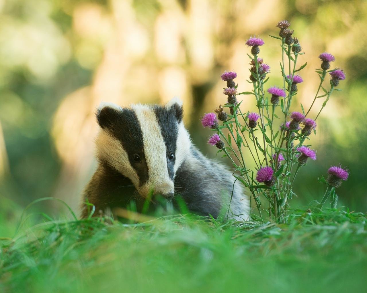 Awesome Badger free background ID:142317 for hd 1280x1024 PC