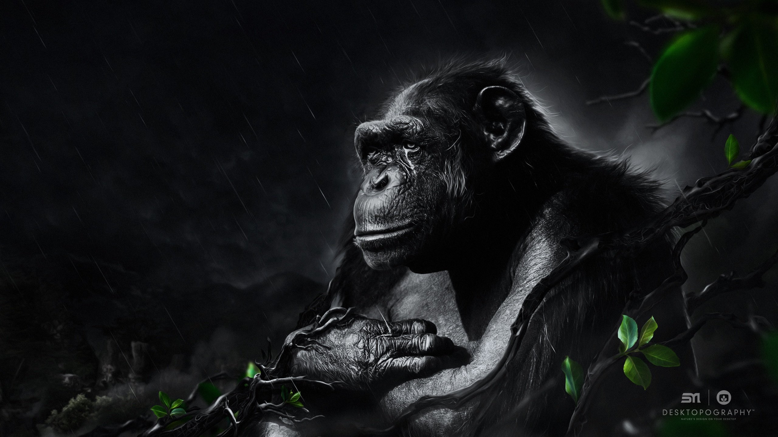 High resolution Chimpanzee hd 2560x1440 wallpaper ID:24606 for desktop