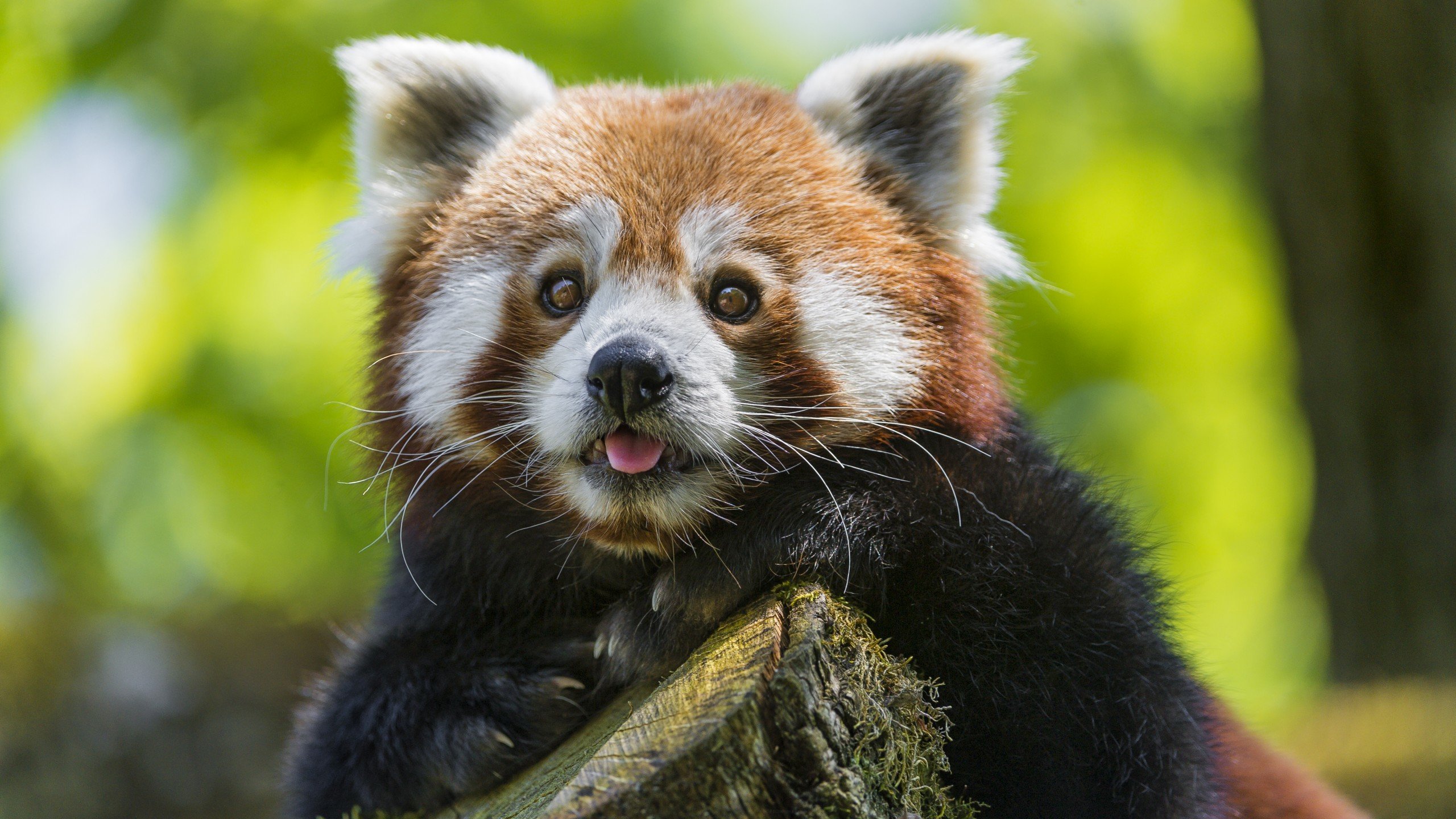 Best Red Panda background ID:64029 for High Resolution hd 2560x1440 PC