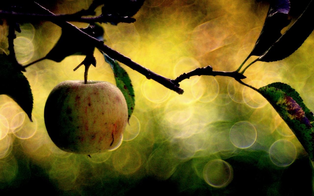 Free download Apple fruit wallpaper ID:296218 hd 1280x800 for computer