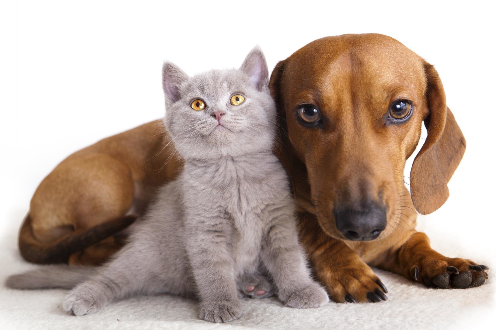 Free Cat and Dog high quality wallpaper ID:125335 for hd 1920x1280 PC
