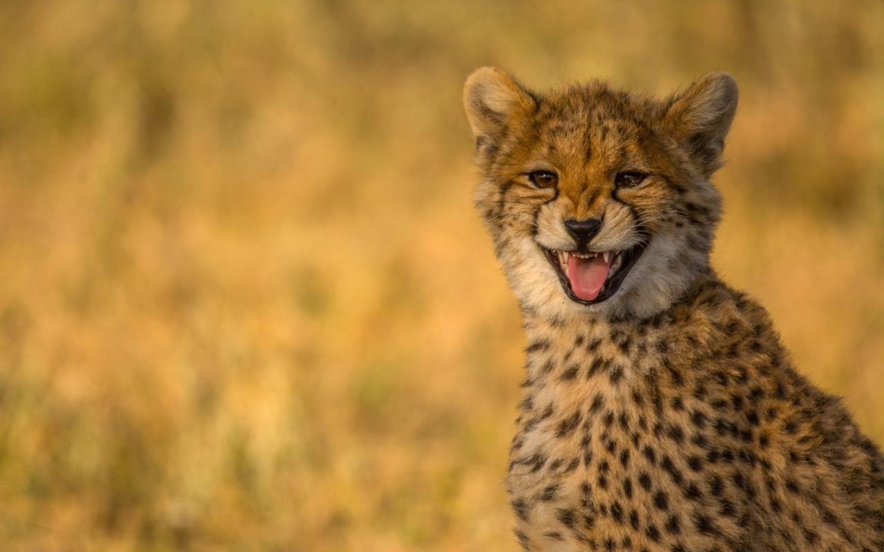 Best Cheetah background ID:161930 for High Resolution hd 1280x800 PC