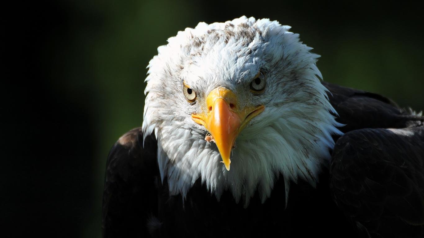 Awesome American Bald Eagle free wallpaper ID:68753 for 1366x768 laptop PC