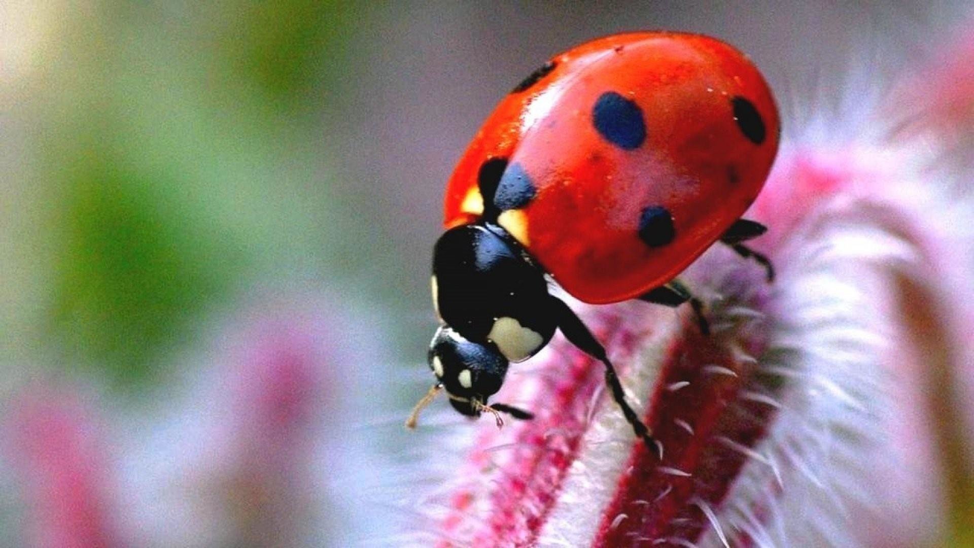 Free Ladybug high quality background ID:270417 for full hd 1080p desktop