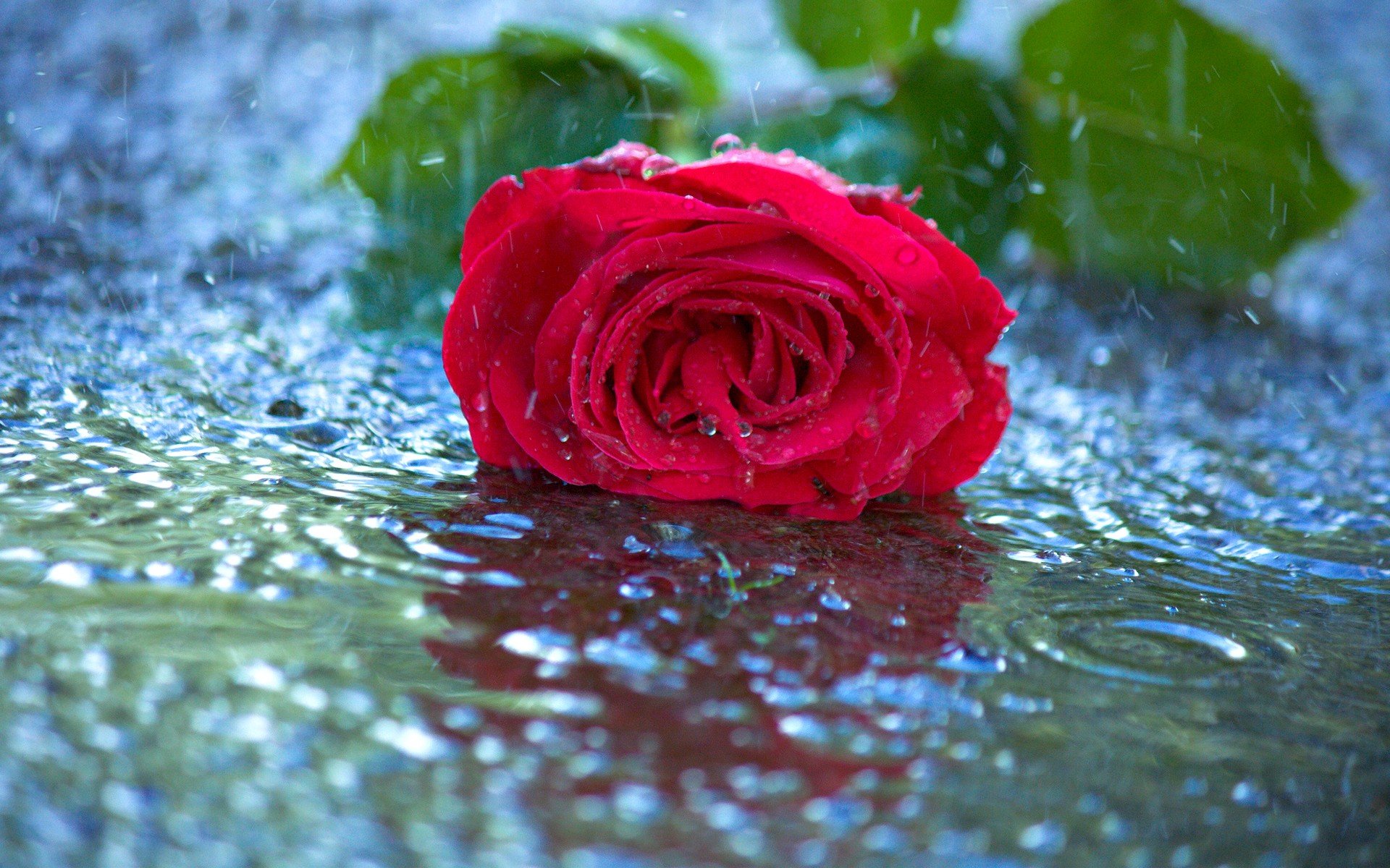 Free download Rose background ID:472245 hd 1920x1200 for computer