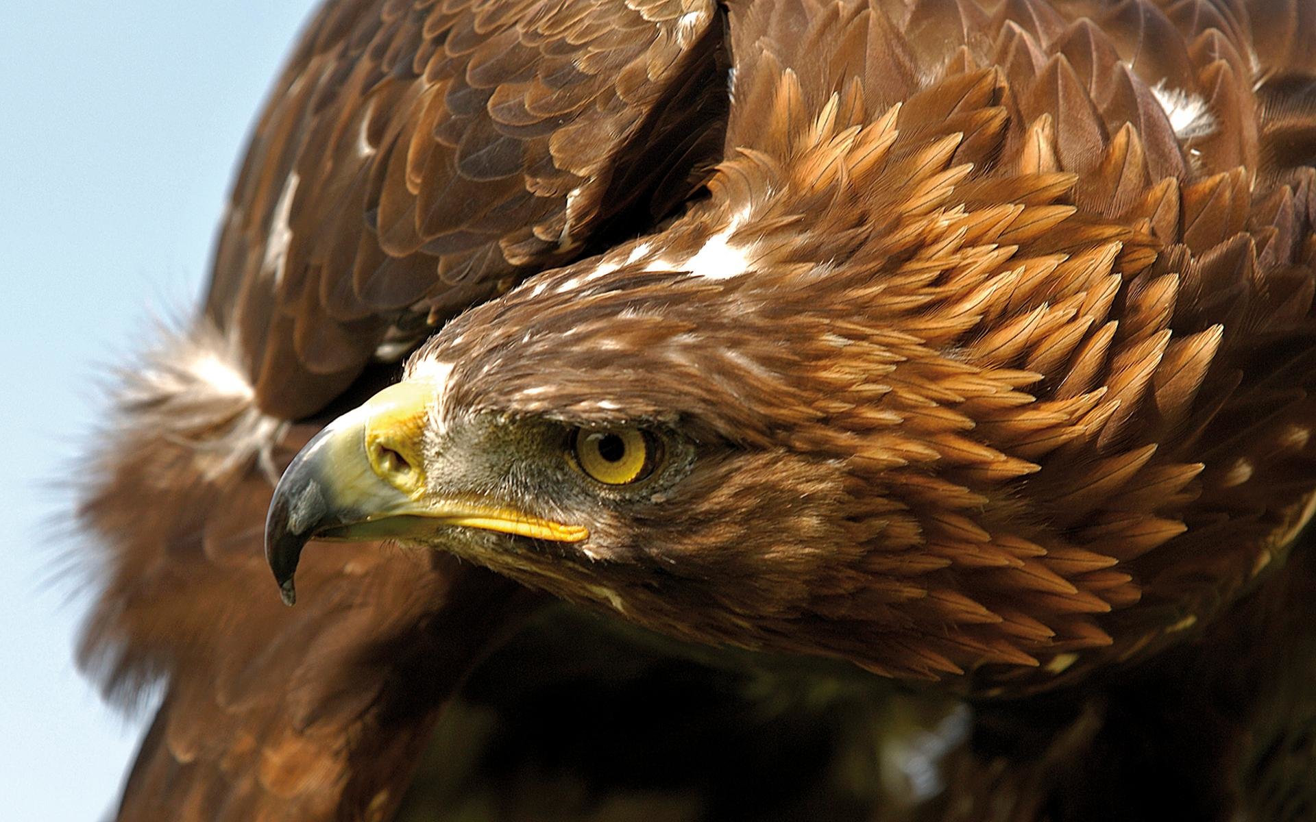Free Golden Eagle high quality background ID:299818 for hd 1920x1200 desktop
