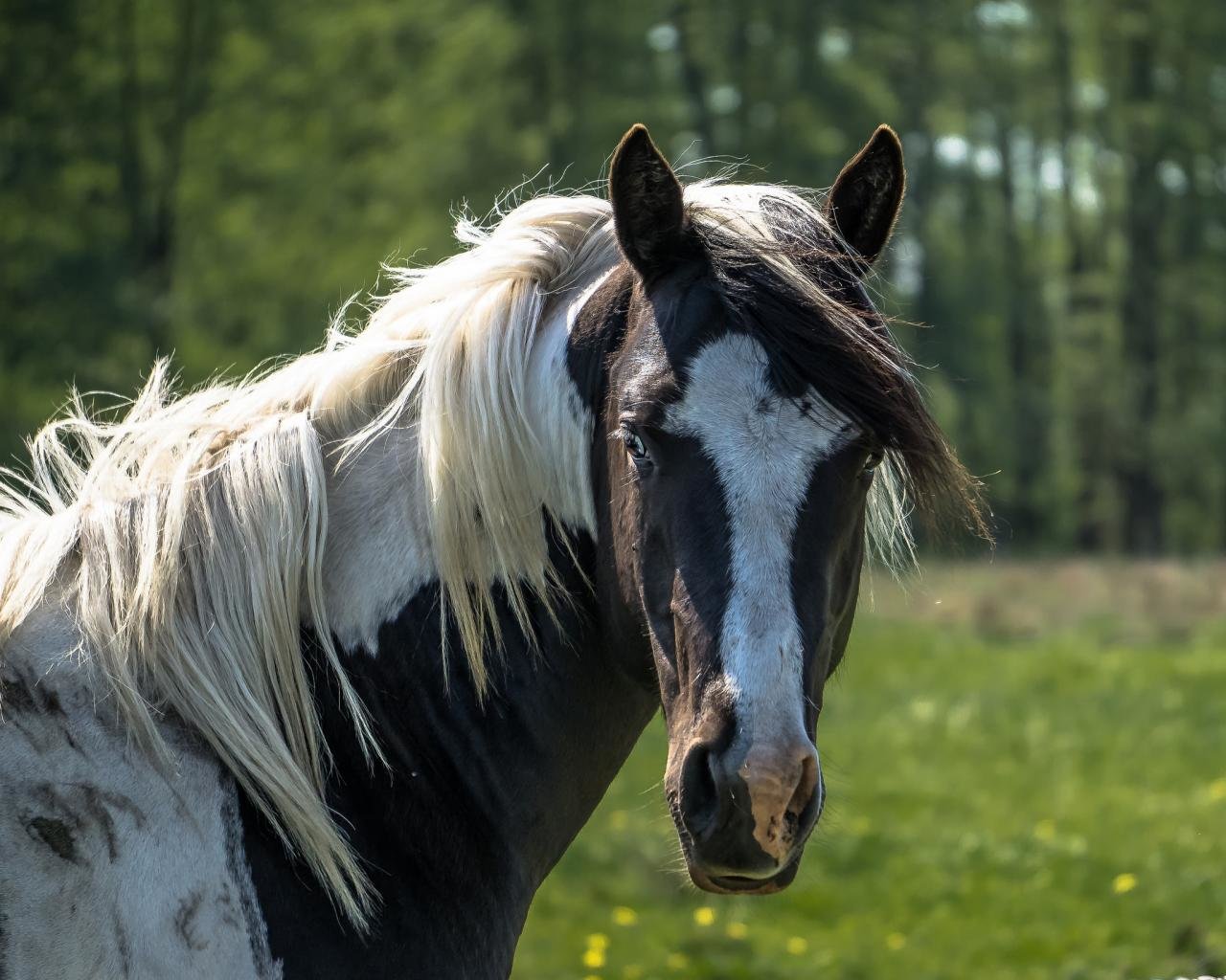 High resolution Horse hd 1280x1024 wallpaper ID:24089 for PC