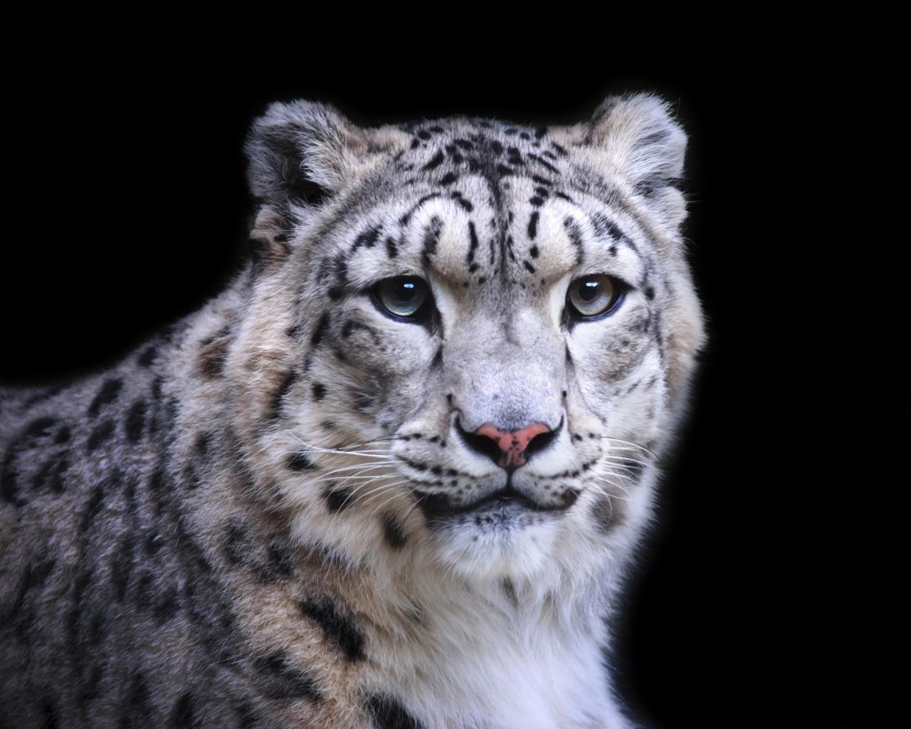 Awesome Snow Leopard free background ID:34387 for hd 1280x1024 PC
