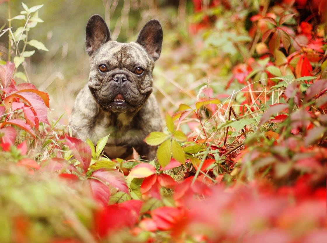 Awesome French Bulldog free wallpaper ID:28704 for hd 1120x832 computer