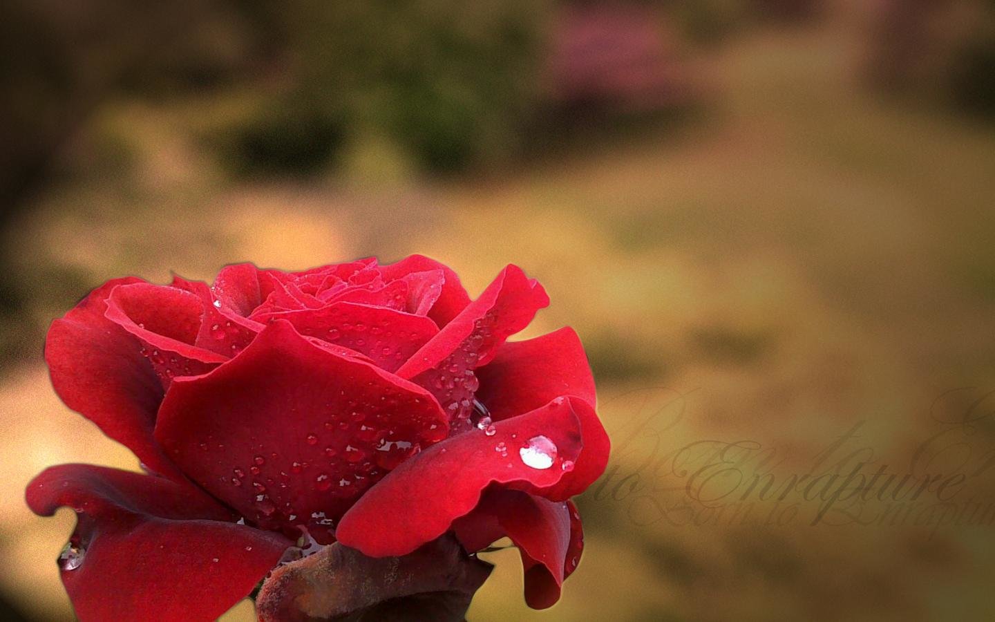 Free Rose high quality wallpaper ID:473268 for hd 1440x900 PC