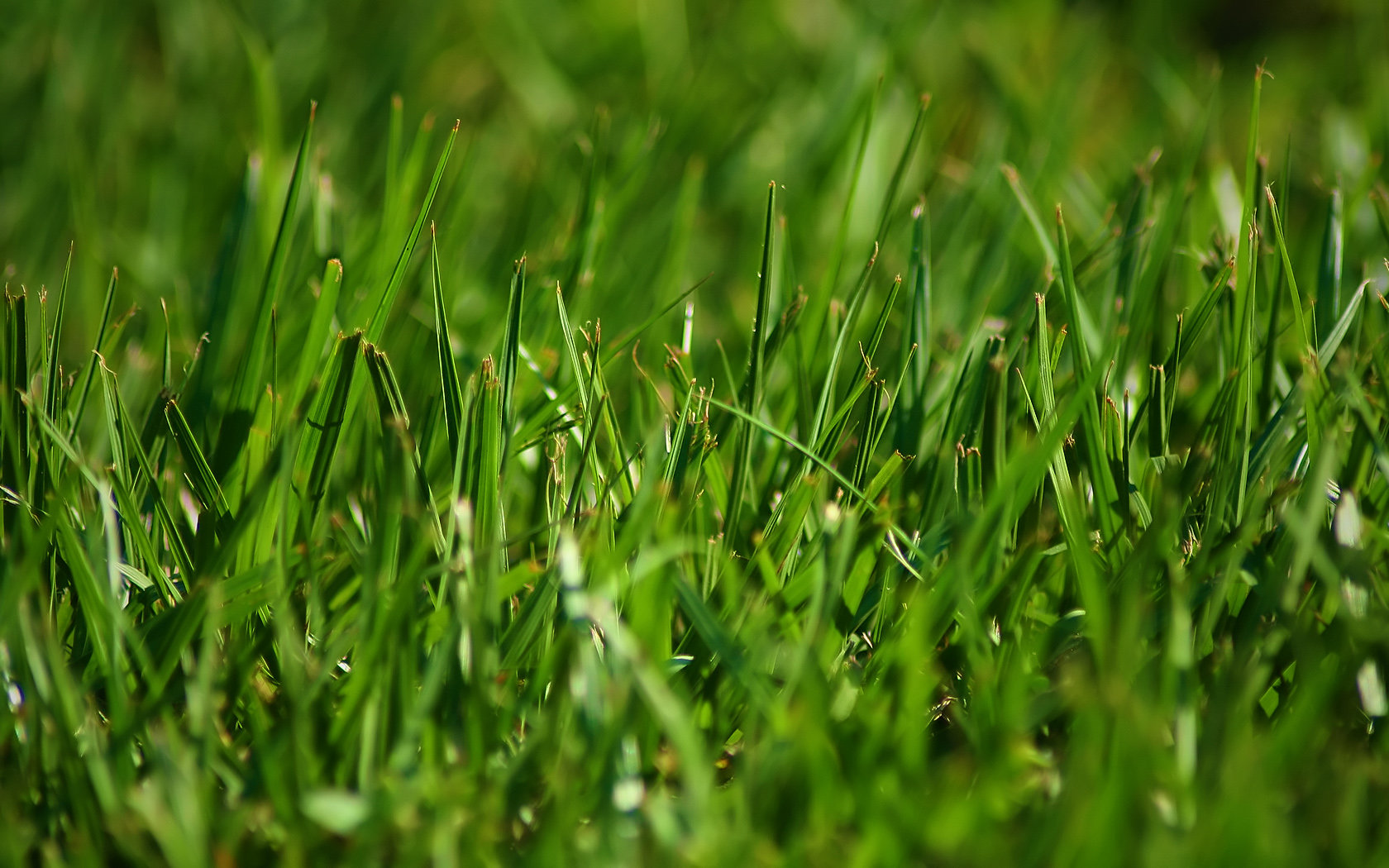 Download hd 1680x1050 Grass computer wallpaper ID:378115 for free