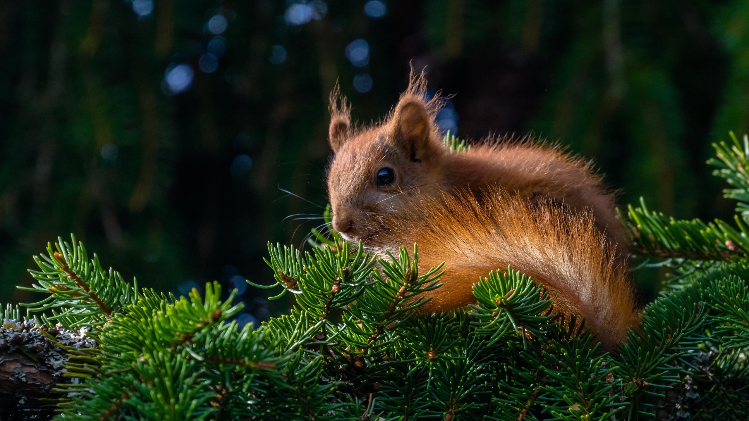 High resolution Squirrel hd 2560x1440 wallpaper ID:311814 for computer