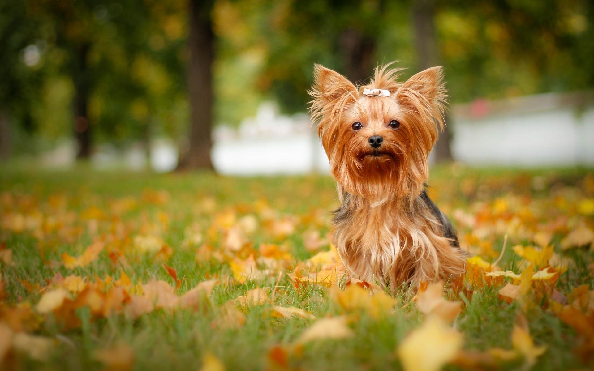Free download Yorkshire Terrier wallpaper ID:110973 hd 1920x1200 for computer