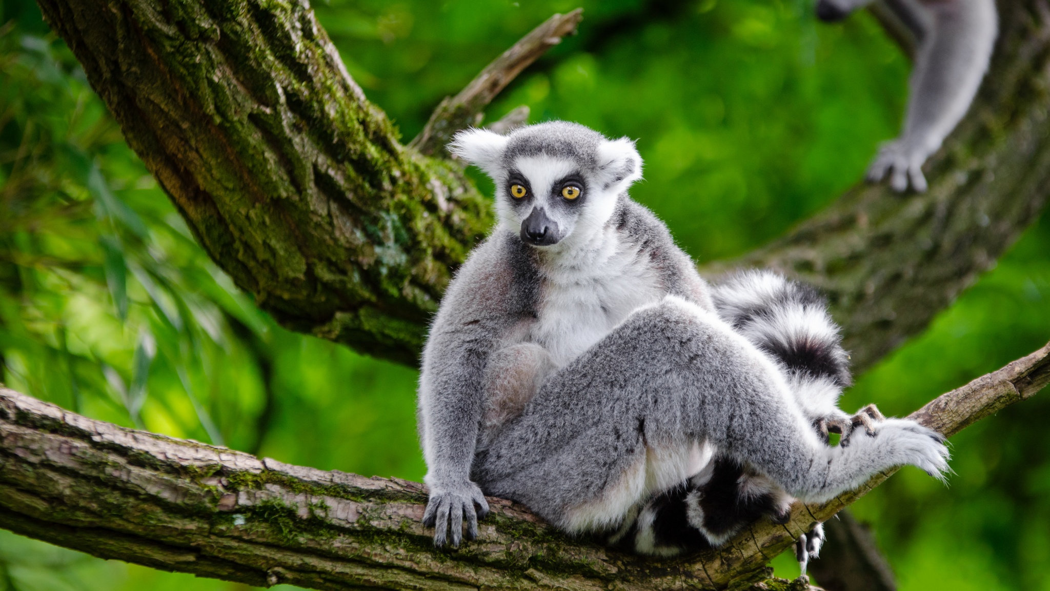 Free Lemur high quality background ID:53208 for hd 2048x1152 PC