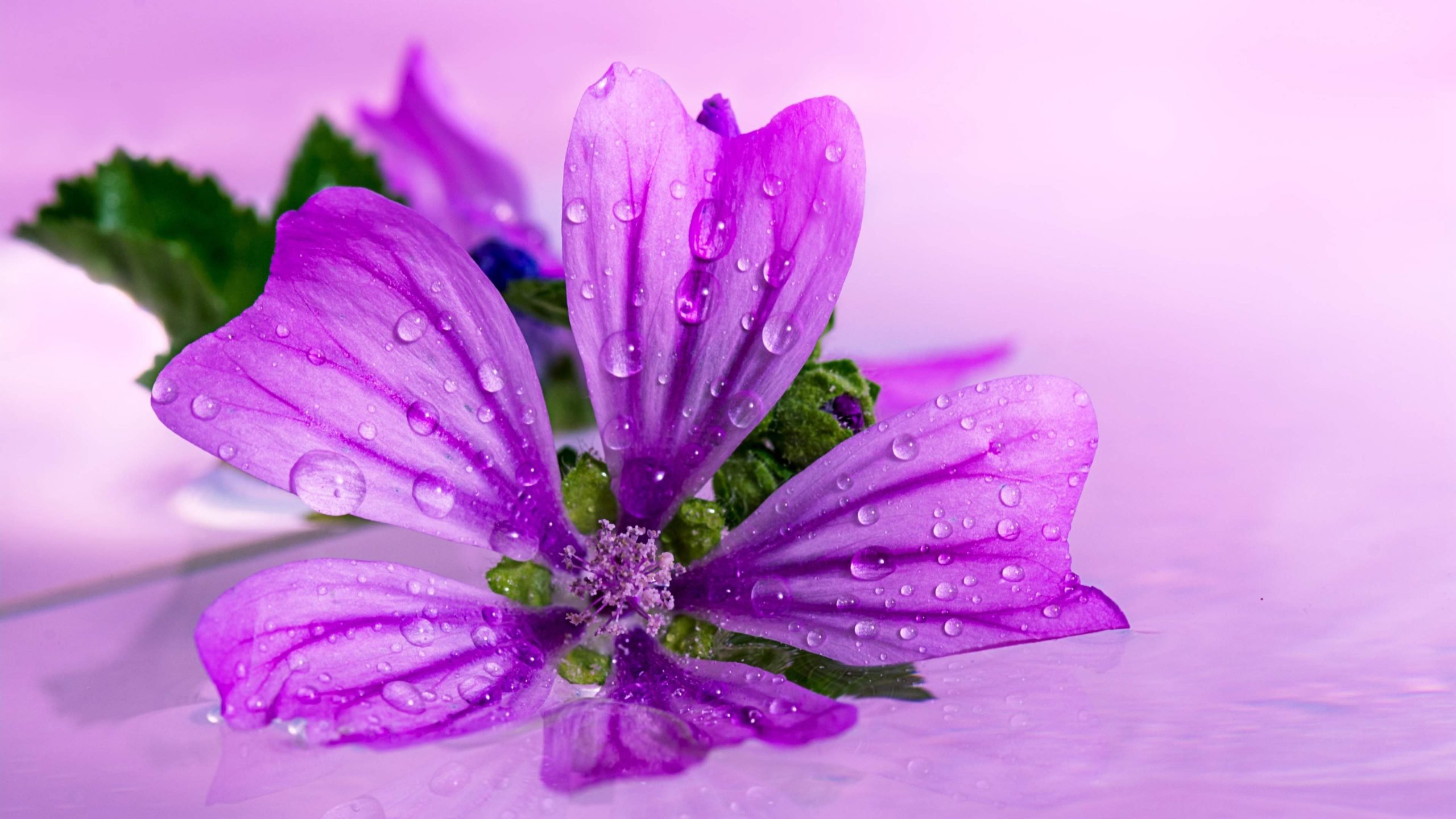 Download hd 2560x1440 Purple Flower computer wallpaper ID:287228 for free