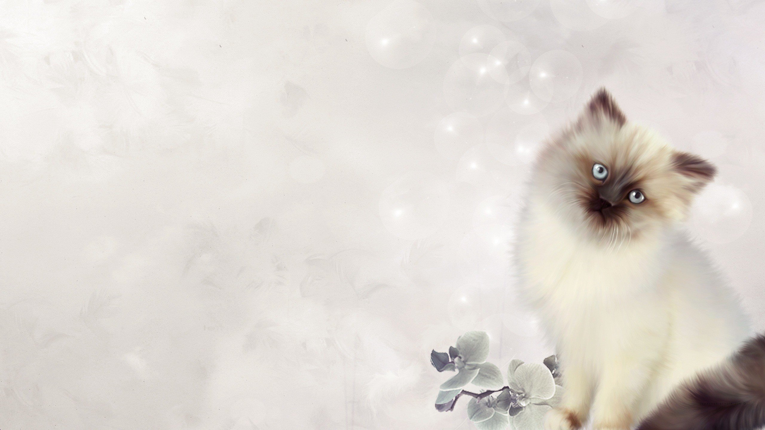 Download hd 2560x1440 Kitten desktop wallpaper ID:426600 for free
