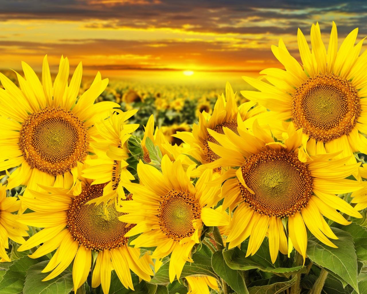 Download hd 1280x1024 Sunflower computer wallpaper ID:226465 for free