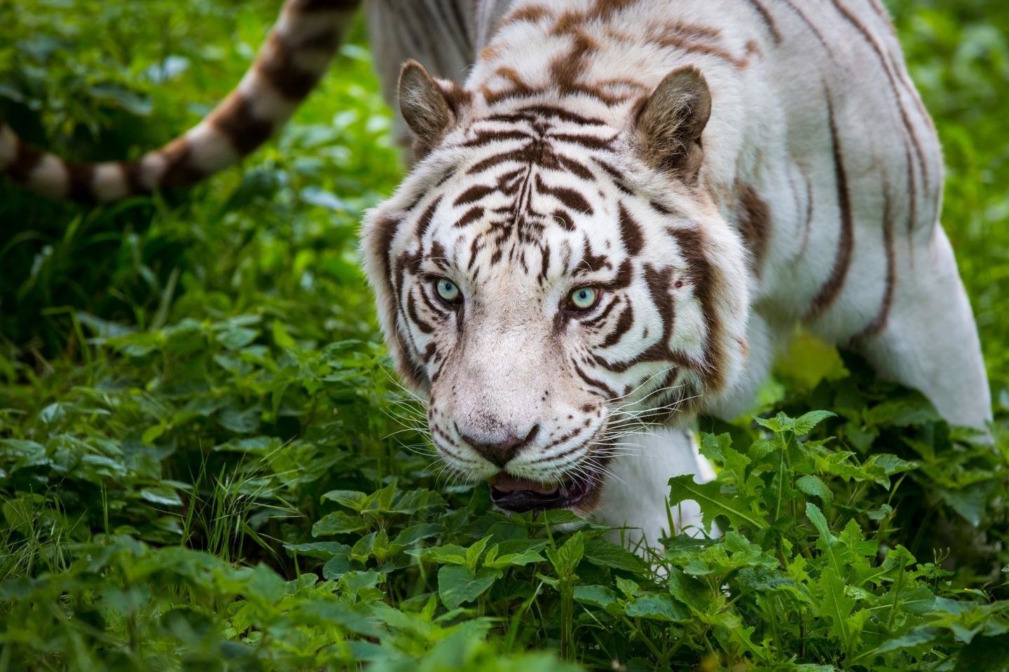 Free download White Tiger background ID:175052 hd 1440x960 for computer