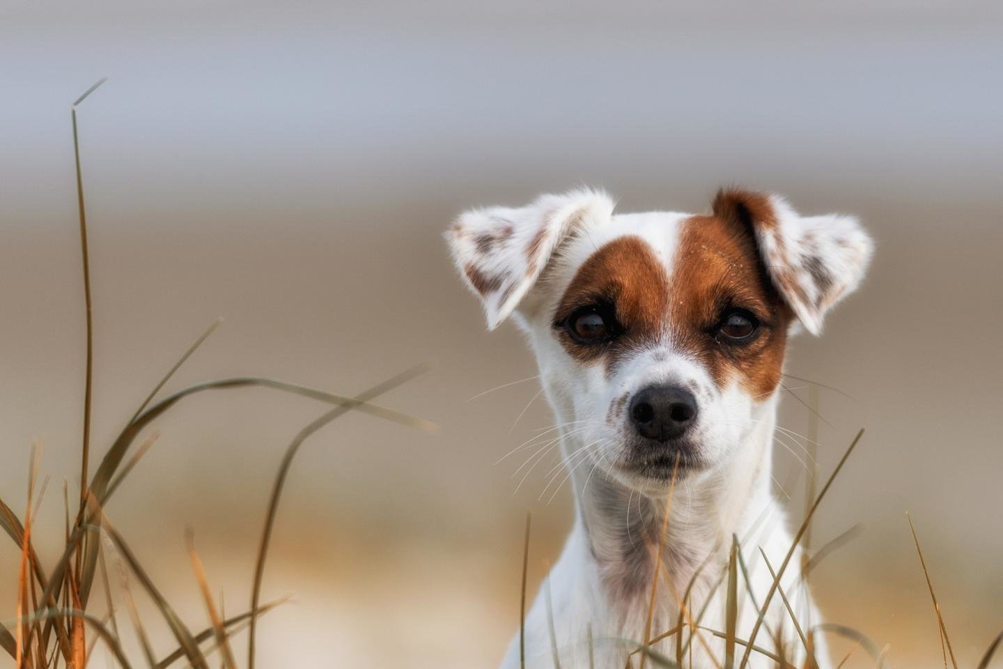 Awesome Jack Russell Terrier free background ID:124137 for hd 1440x960 computer