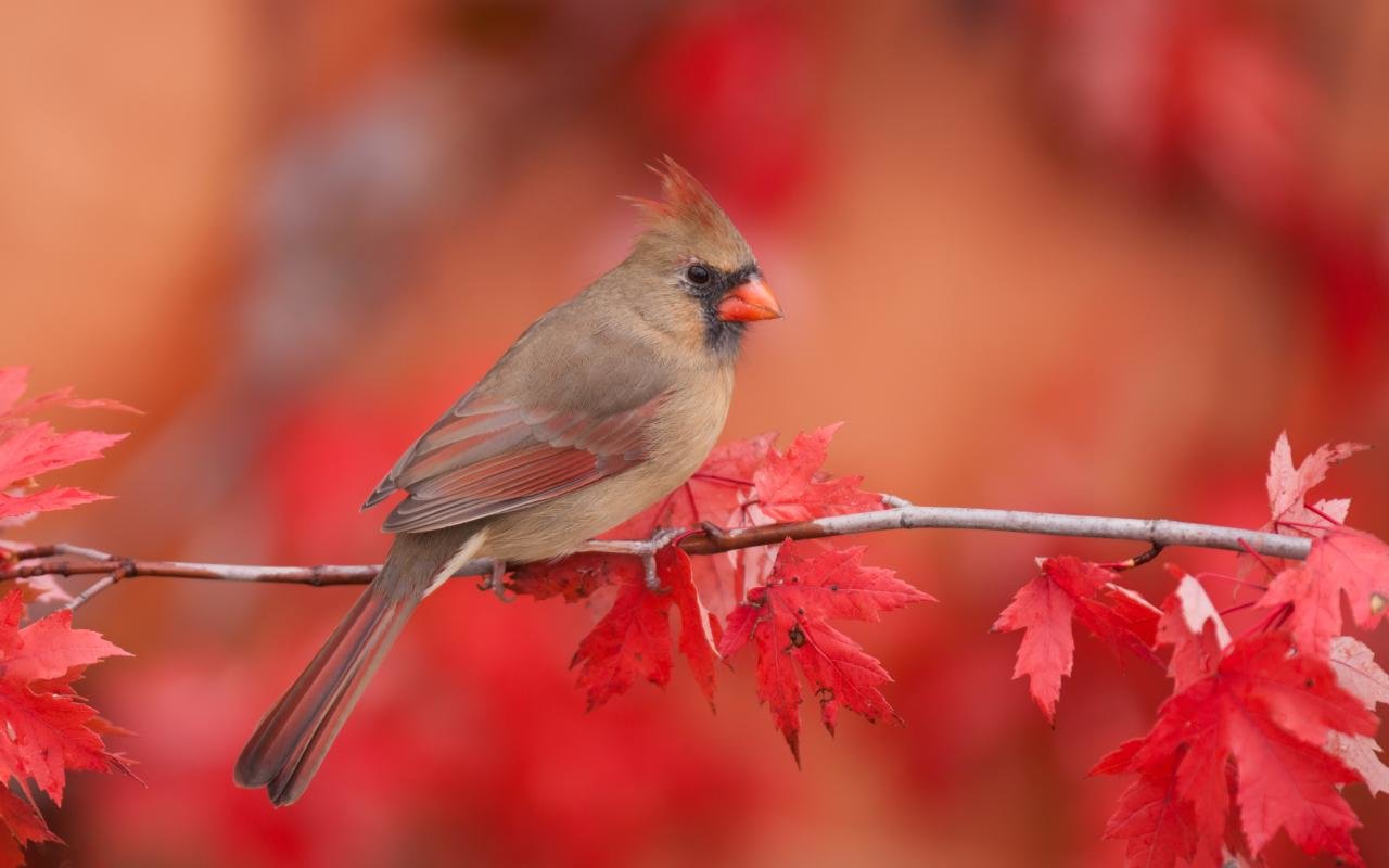 Awesome Cardinal free background ID:24718 for hd 1280x800 computer