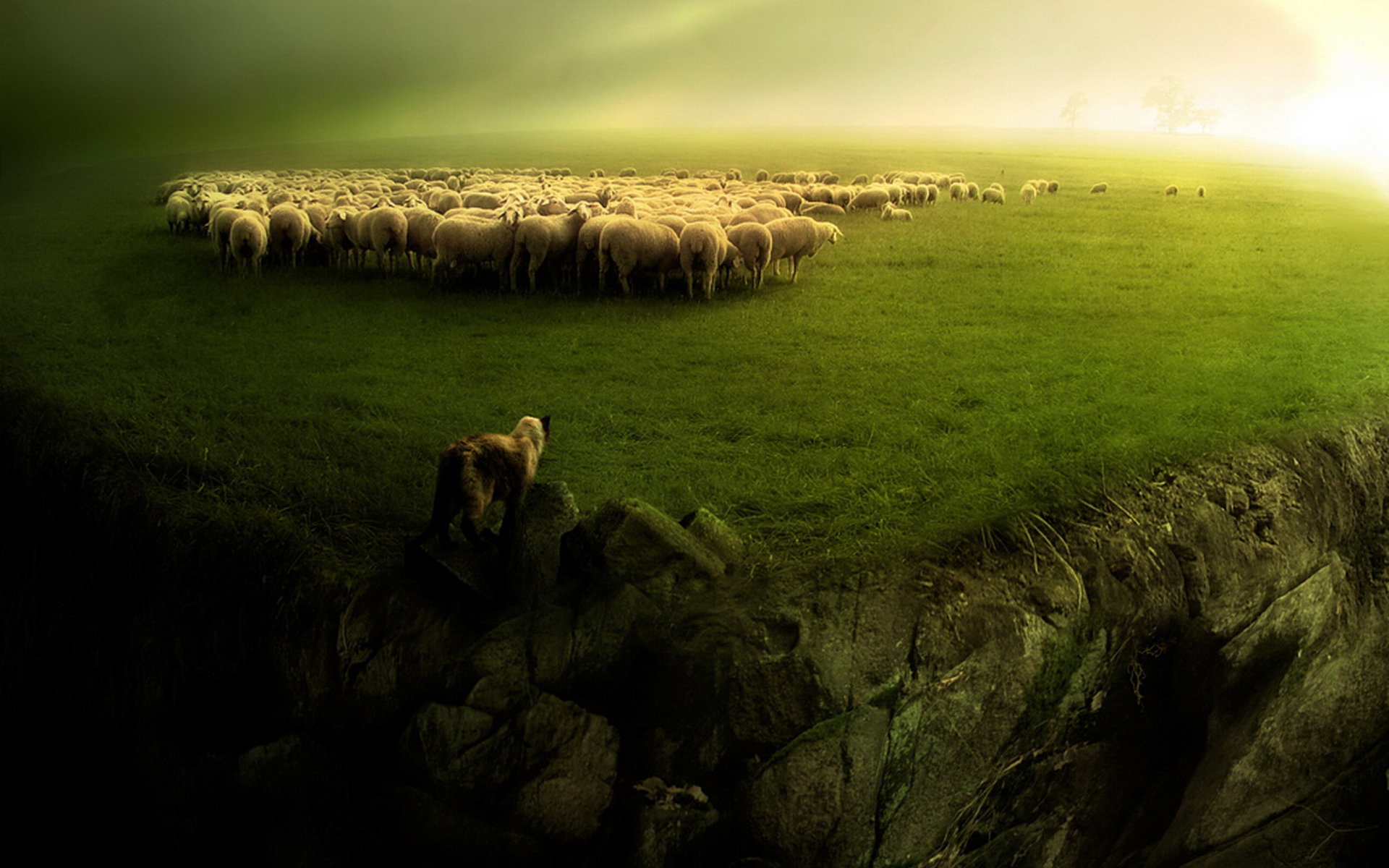 Awesome Sheep free background ID:273578 for hd 1920x1200 PC
