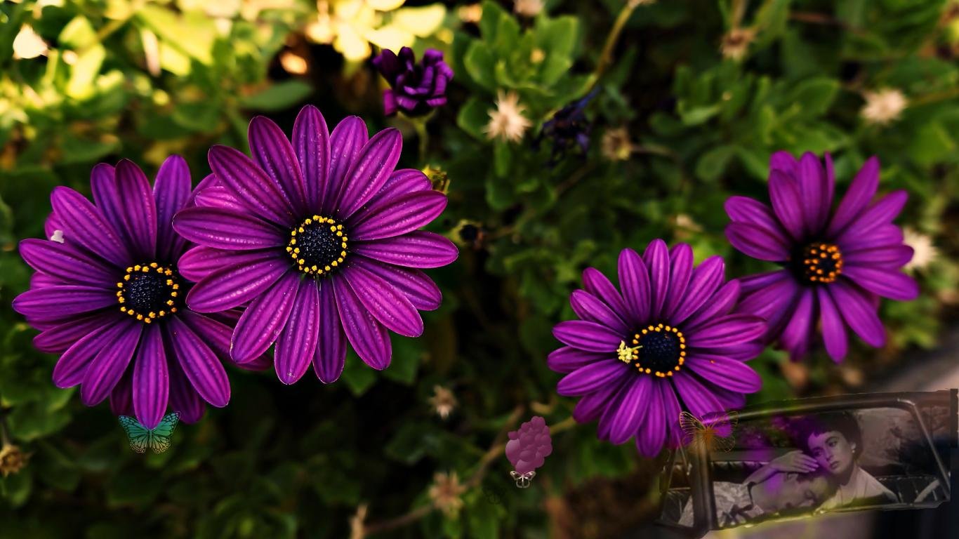 Free download Daisy background ID:363210 hd 1366x768 for PC