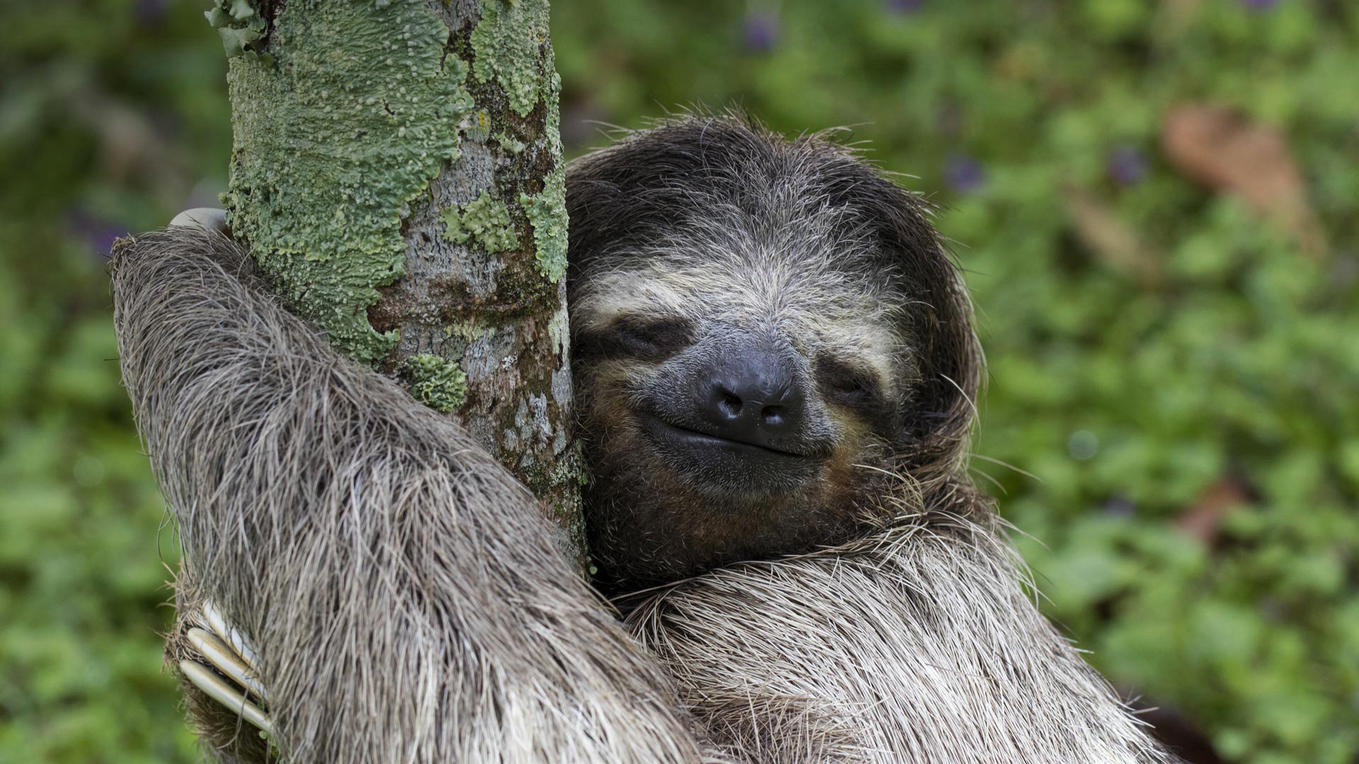 Best Sloth wallpaper ID:68365 for High Resolution full hd PC