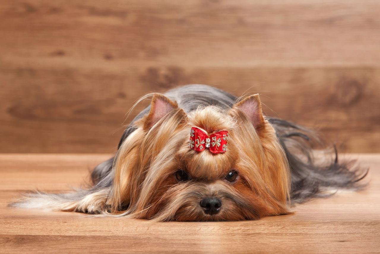 Download hd 1280x854 Yorkshire Terrier PC wallpaper ID:110975 for free