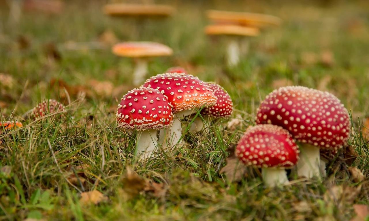 Awesome Mushroom free background ID:145263 for hd 1280x768 computer
