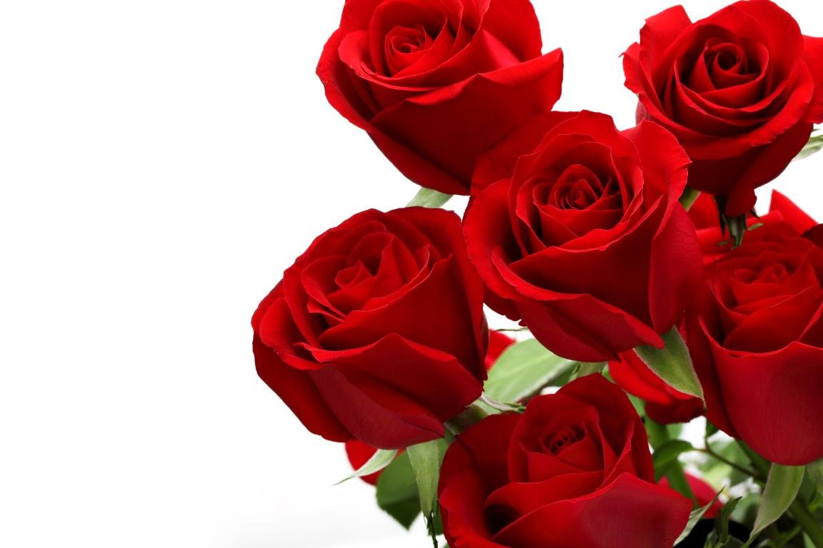 Awesome Rose free background ID:472269 for hd 1152x768 PC