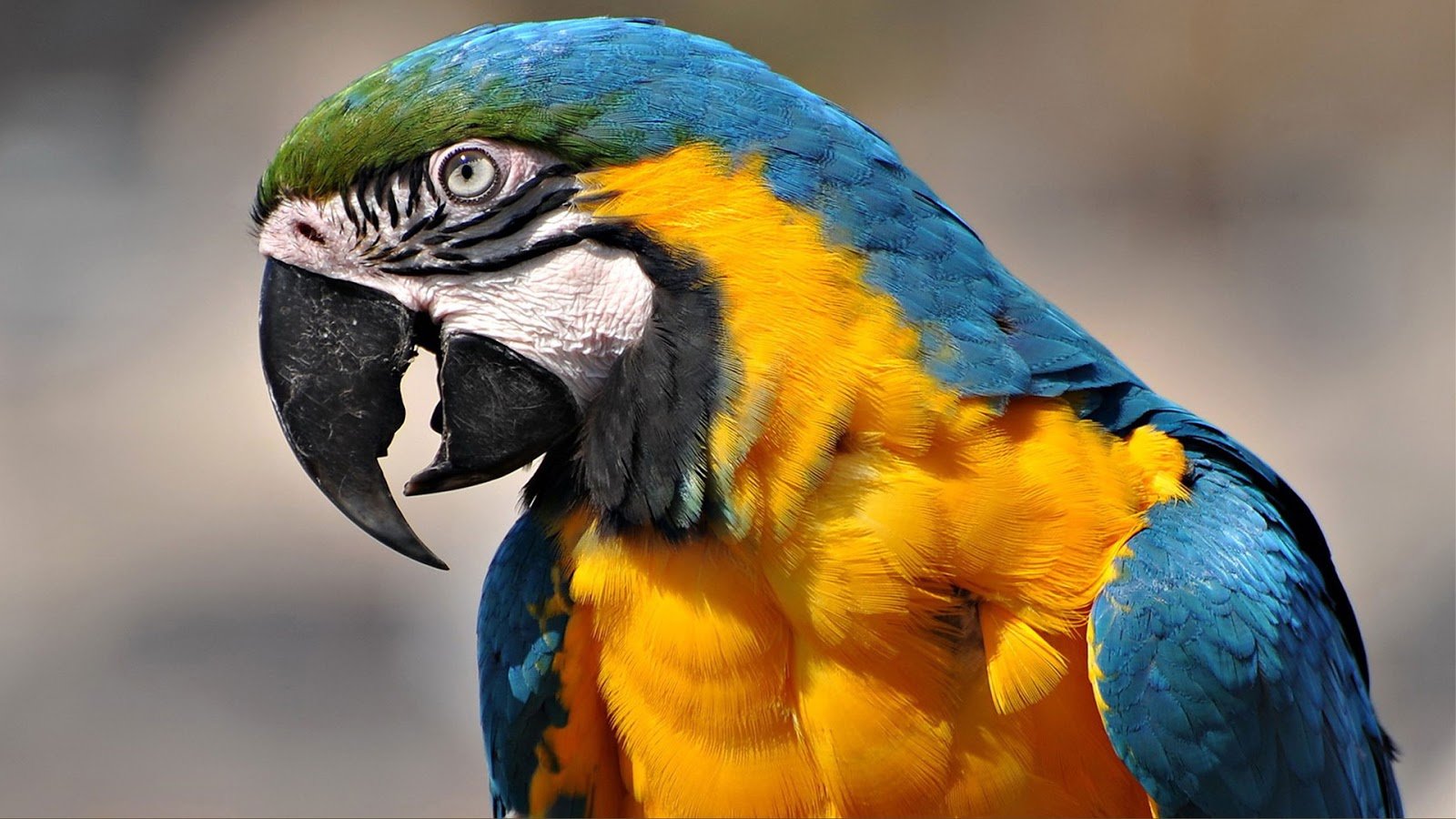 High resolution Macaw hd 1600x900 background ID:46452 for desktop