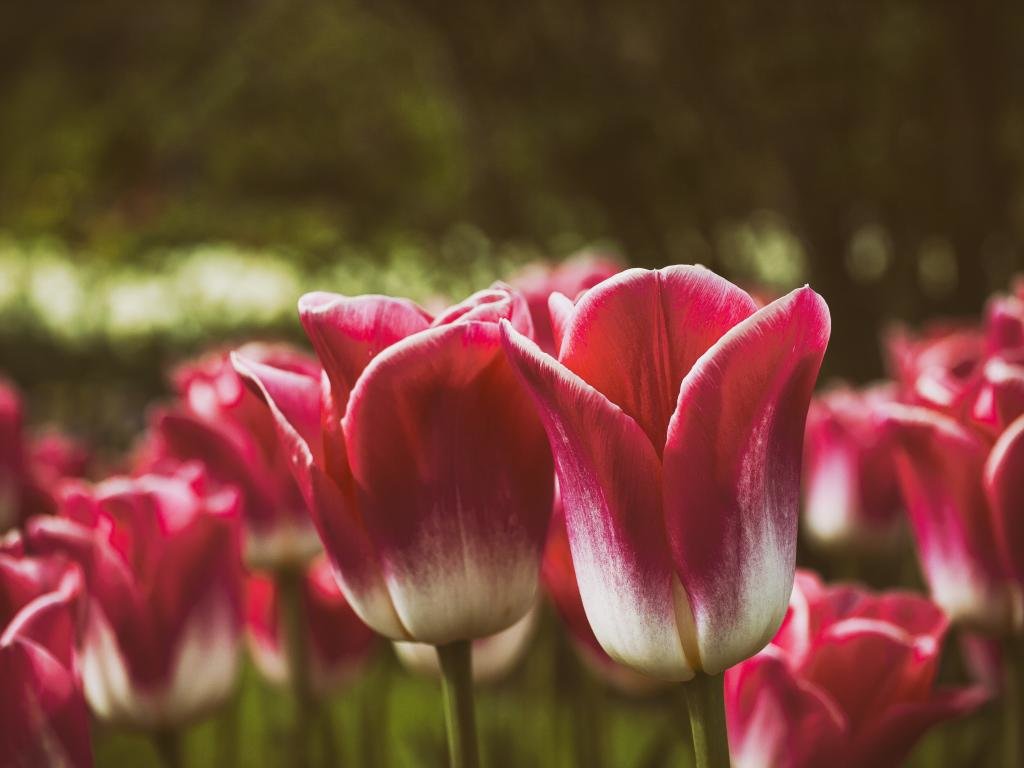 High resolution Tulip hd 1024x768 background ID:157814 for PC