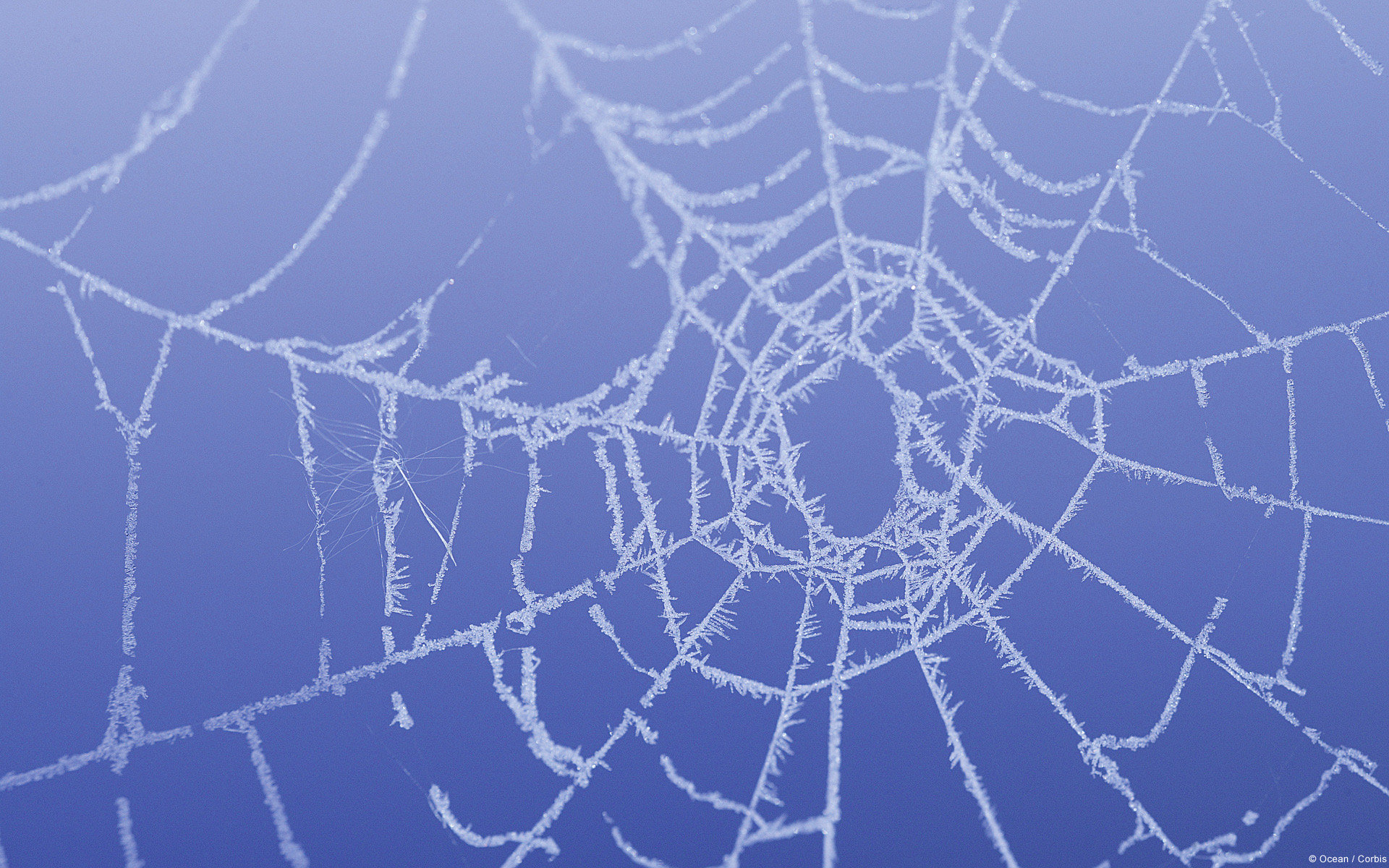 Free download Spider Web wallpaper ID:184785 hd 1920x1200 for desktop