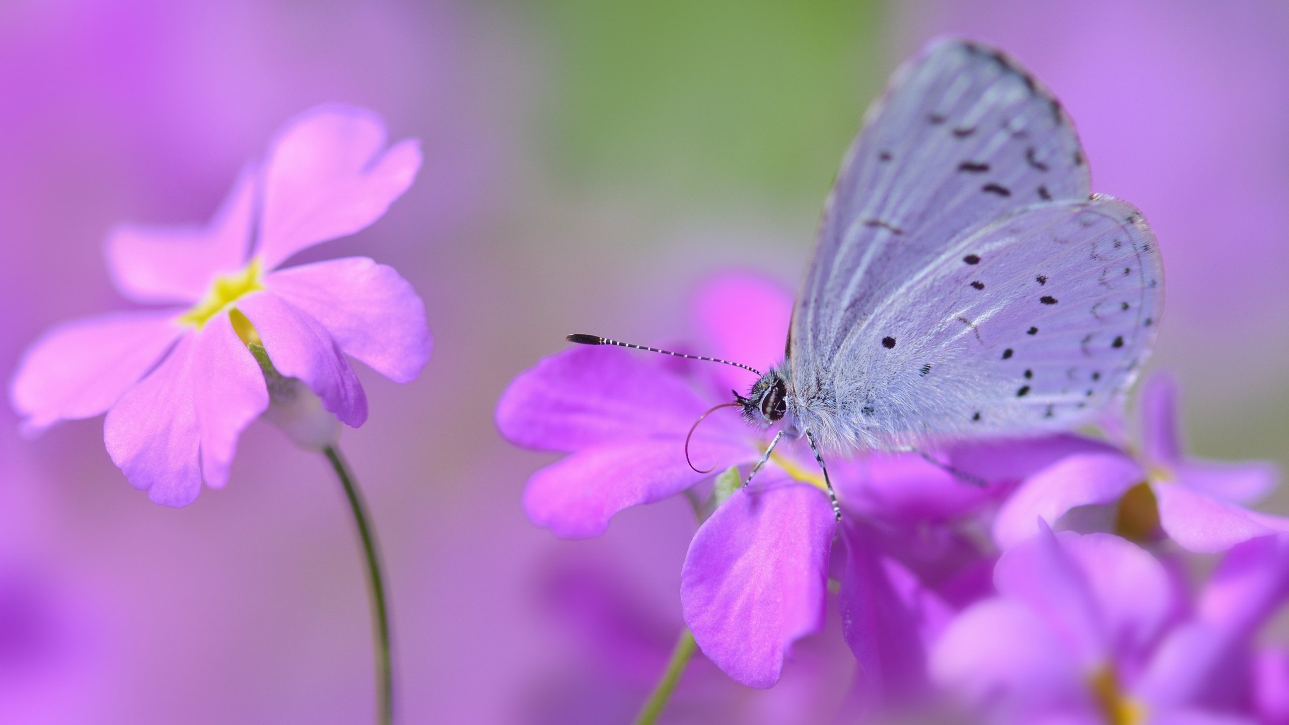 Awesome Butterfly free background ID:168434 for hd 2560x1440 PC
