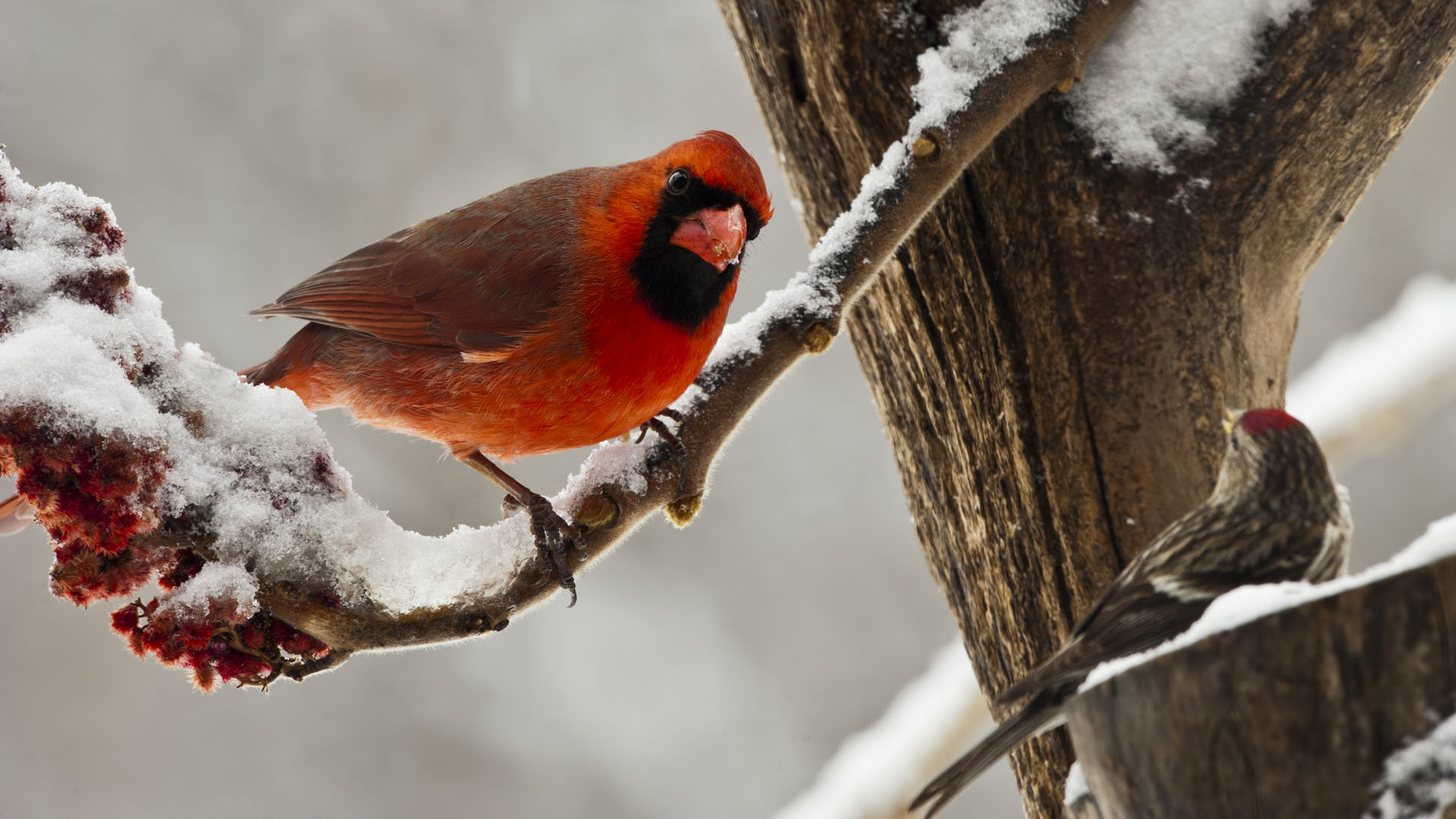 Awesome Cardinal free background ID:24696 for full hd 1920x1080 desktop