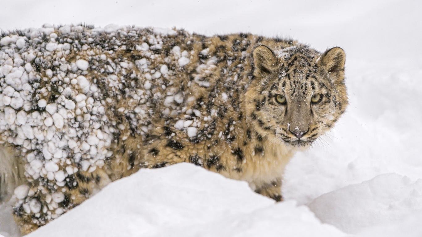 Free Snow Leopard high quality background ID:34542 for 1366x768 laptop computer