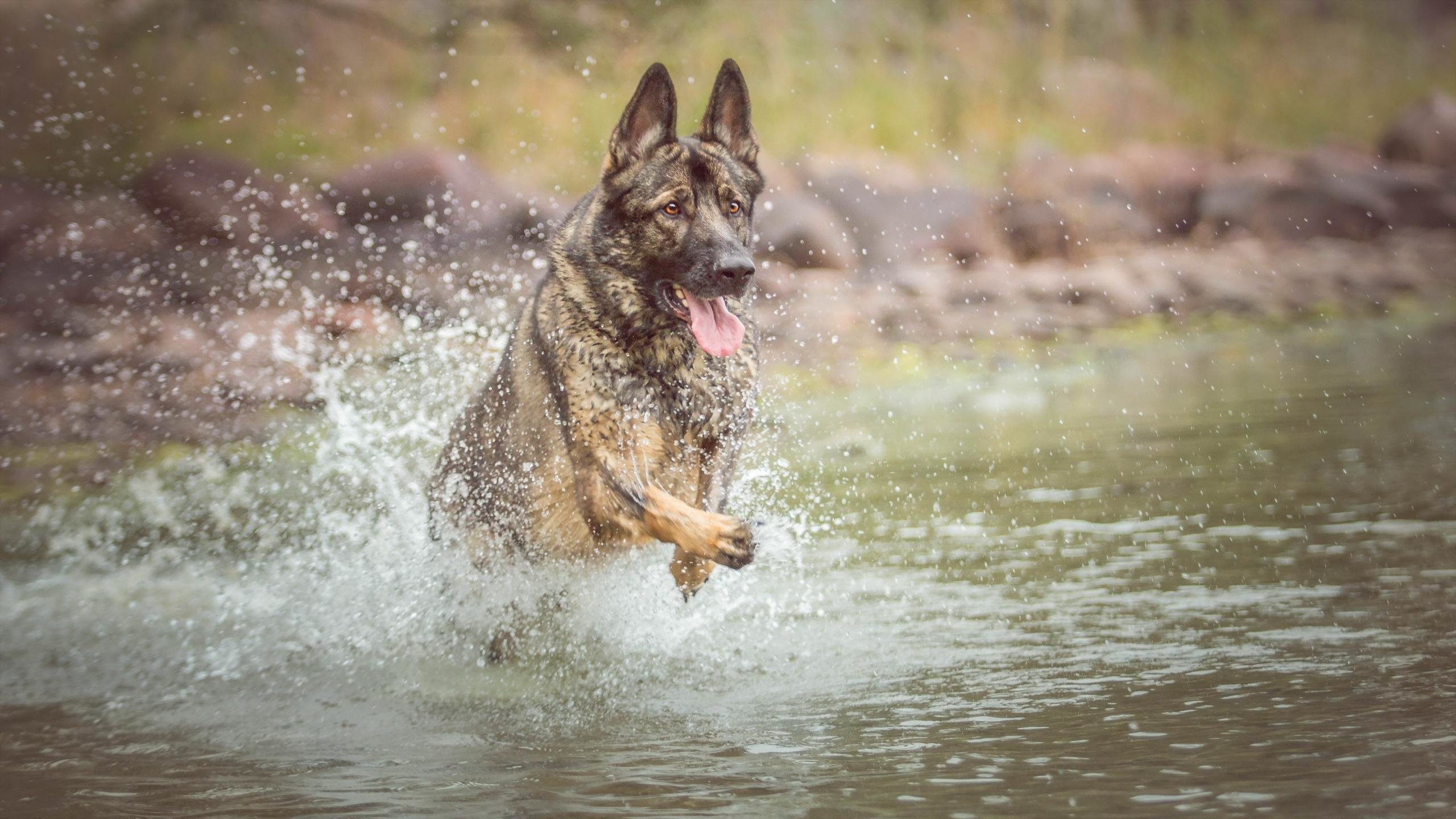 Download hd 2560x1440 German Shepherd PC background ID:111149 for free