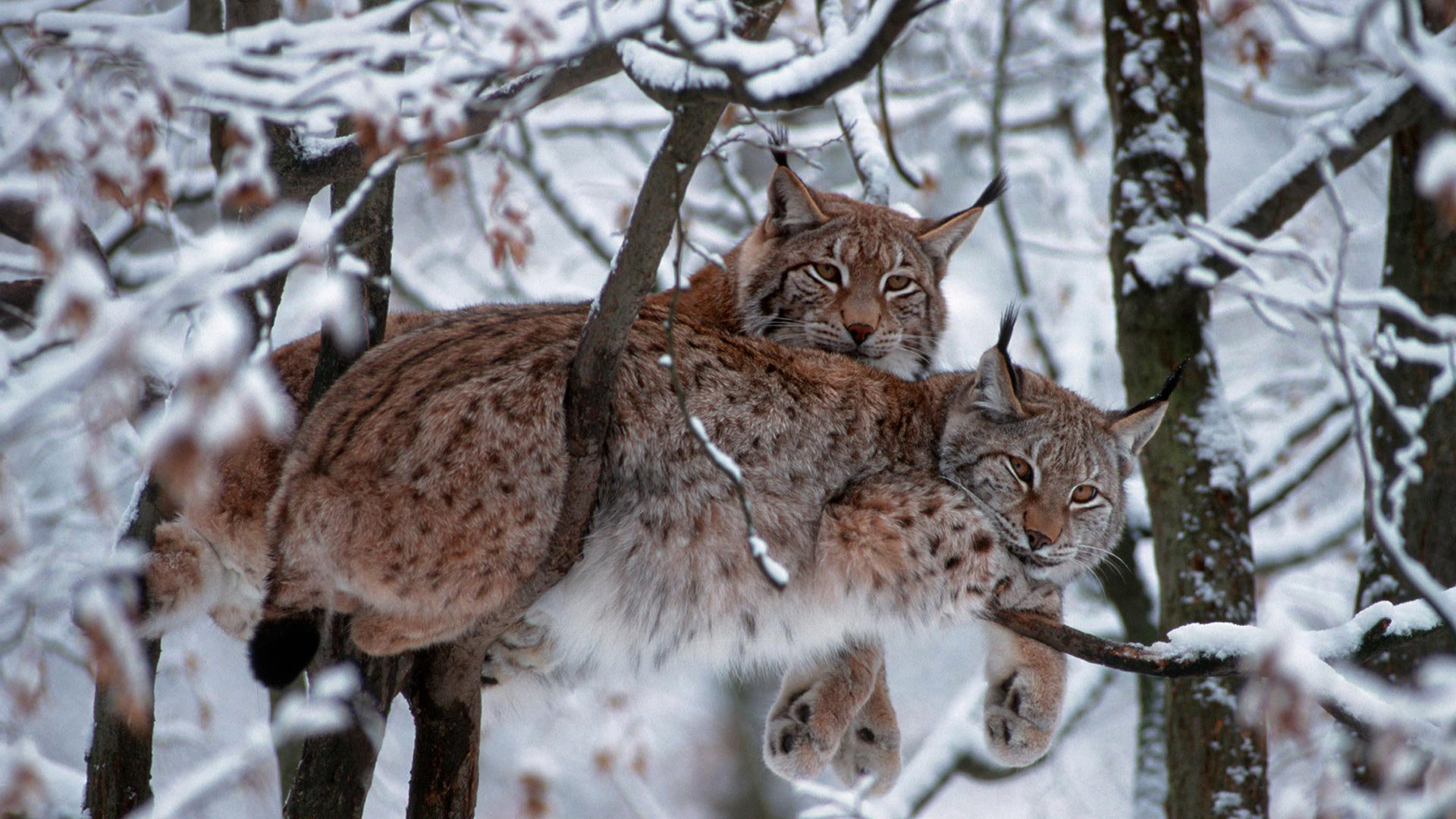 Best Lynx wallpaper ID:105714 for High Resolution 1080p PC