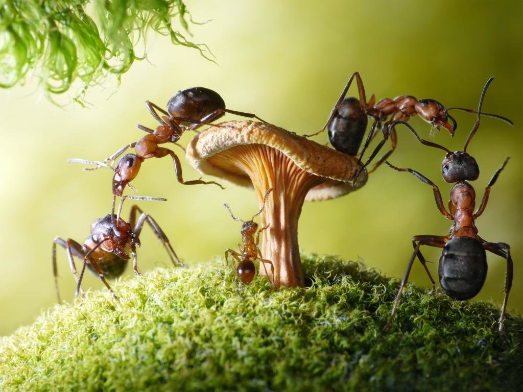 Best Ant background ID:401314 for High Resolution hd 1024x768 desktop